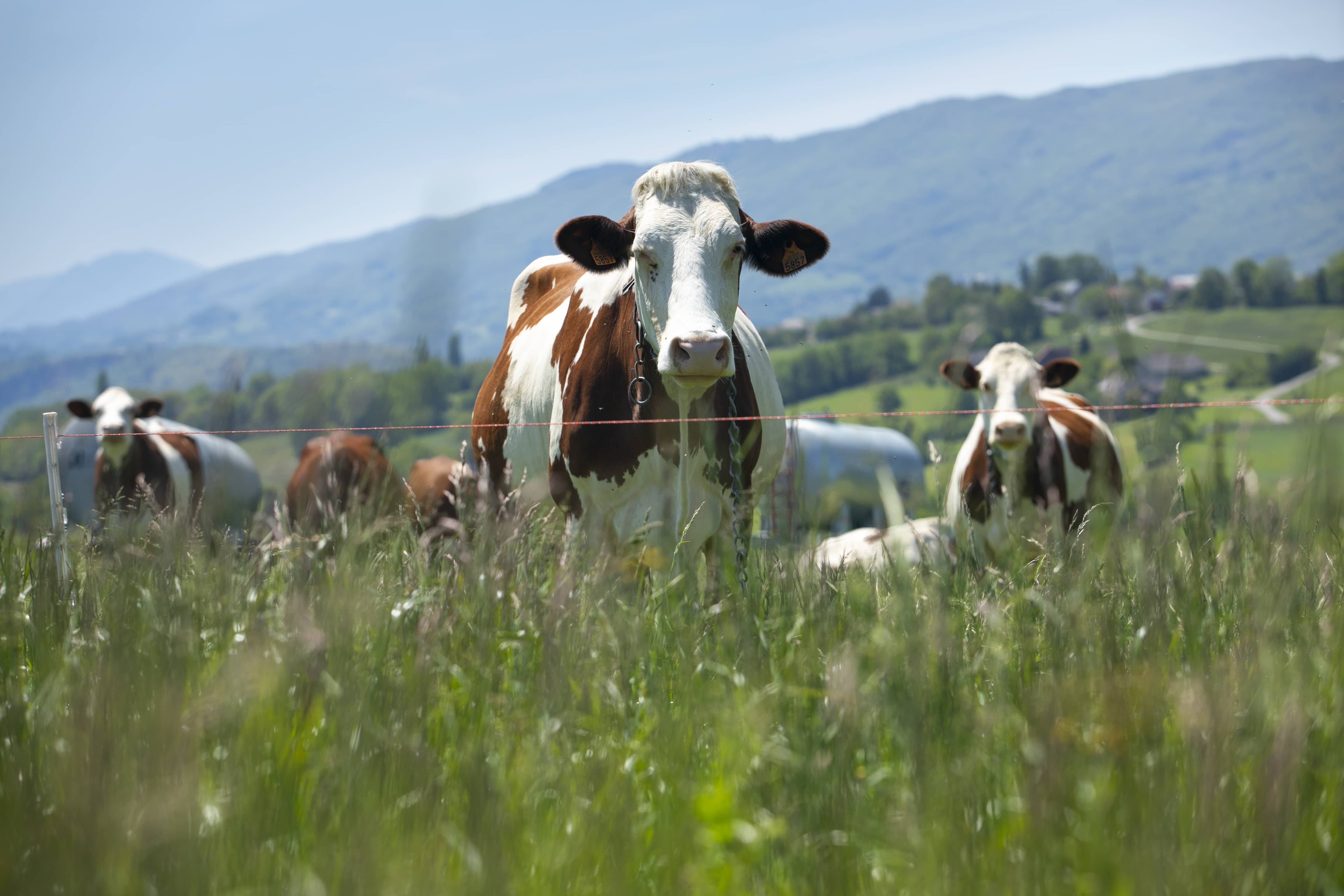Holstein Partnership