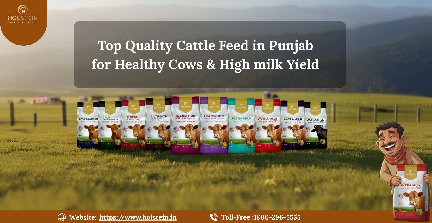 Top Quality Cattle Feed