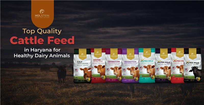 Top Quality Cattle Feed in Haryana